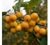 Декоративная яблоня Голден Хорнет (Golden Hornet) на штамбе С5